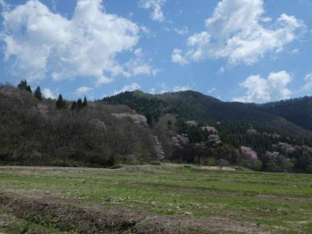 紅山桜３